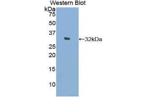 Western Blotting (WB) image for anti-Filamin C, gamma (FLNC) (AA 17-259) antibody (ABIN1858903)