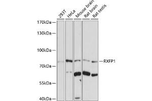 Western blot analysis of extracts of various cell lines, using RXFP1 antibody (ABIN7269907) at 1:1000 dilution.