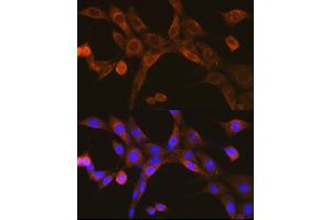 Immunofluorescence (IF) image for anti-Mitochondrial Antiviral Signaling Protein (MAVS) (AA 1-65) antibody (ABIN6143583)