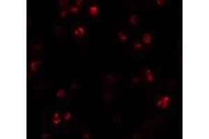 Immunofluorescence (IF) image for anti-FERM and PDZ Domain Containing 1 (FRMPD1) (C-Term) antibody (ABIN1030403) (FRMPD1 Antikörper  (C-Term))