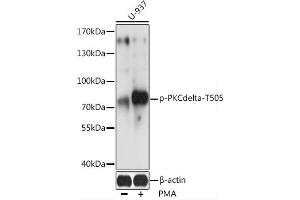 Western blot analysis of extracts of U-937 cells, using Phospho-PKC delta-T505 antibody (ABIN6135291, ABIN6136204, ABIN6136205 and ABIN6225674) at 1:2000 dilution. (PKC delta Antikörper  (pThr505))