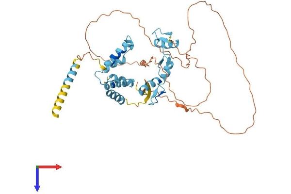 ZNF174 Protein (AA 1-407) (His tag)