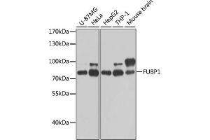 Western blot analysis of extracts of various cell lines, using FUBP1 antibody (ABIN6130392, ABIN6140802, ABIN6140804 and ABIN6221231) at 1:1000 dilution. (FUBP1 Antikörper  (AA 302-644))