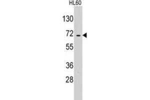 Western Blotting (WB) image for anti-Glutamyl-tRNA Synthetase 2 Mitochondrial (EARS2) antibody (ABIN3003298) (EARS2 Antikörper)