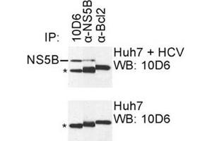 IP was carried out with NS5B specific mAb 10D6 using the lysates of Huh7 cells harboring selectable subgenomic HCV RNA replicon (upper panel) or plain Huh7 cells (lower panel). (HCV 1b NS5B Antikörper  (AA 111-130))