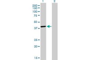 Western Blot analysis of TFAP4 expression in transfected 293T cell line by TFAP4 monoclonal antibody (M03), clone 7A10.