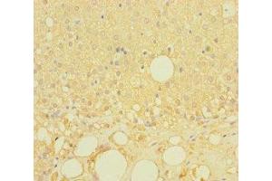 Immunohistochemistry of paraffin-embedded human adrenal gland tissue using ABIN7158146 at dilution of 1:100