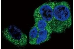Immunofluorescence (IF) image for anti-Dopamine beta-Hydroxylase (Dopamine beta-Monooxygenase) (DBH) (AA 27-56) antibody (ABIN3030763)