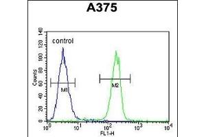 C1QTNF1 Antibody (N-term) (ABIN390541 and ABIN2840881) flow cytometric analysis of  cells (right histogram) compared to a negative control cell (left histogram). (C1QTNF1 Antikörper  (N-Term))