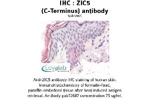 Image no. 2 for anti-Zinc Family Member 5 (ZIC5) (C-Term) antibody (ABIN1740919) (ZIC5 Antikörper  (C-Term))
