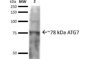 Western blot analysis of Rat brain cell lysates showing detection of ~77. (ATG7 Antikörper  (N-Term) (HRP))