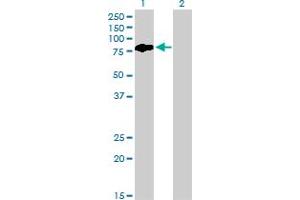 Western Blot analysis of BMP2K expression in transfected 293T cell line by BMP2K monoclonal antibody (M03), clone X1. (BMP2K Antikörper  (AA 540-650))