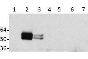 Western blot analysis of lysates from HeLa transfected cells: 1: Tau, 2: Tau + Fyn, 3: Tau + Src, 4: non-transfected, 5: TauY18F, 6: TauY18F + Fyn, 7: TauY18F + Src (tau Antikörper  (pTyr18))