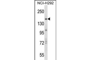 TRIM33 Antibody (C-term) (ABIN657566 and ABIN2846573) western blot analysis in NCI- cell line lysates (35 μg/lane). (TRIM33 Antikörper  (C-Term))