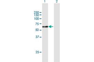 Western Blot analysis of SOX10 expression in transfected 293T cell line by SOX10 MaxPab polyclonal antibody. (SOX10 Antikörper  (AA 1-466))