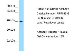 Western Blotting (WB) image for anti-Sphingosine-1-Phosphate Receptor 1 (S1PR1) (C-Term) antibody (ABIN2789809) (S1PR1 Antikörper  (C-Term))