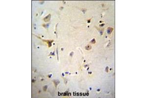 AGBL5 Antibody immunohistochemistry analysis in formalin fixed and paraffin embedded human brain tissue followed by peroxidase conjugation of the secondary antibody and DAB staining. (AGBL5 Antikörper  (N-Term))