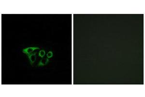 Immunofluorescence (IF) image for anti-ATP Synthase, H+ Transporting, Mitochondrial Fo Complex, Subunit G2 (ATP5L2) (Internal Region) antibody (ABIN1850832) (ATP5L2 Antikörper  (Internal Region))