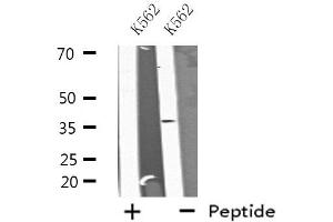 Western blot analysis of extracts from K562 cells, using A2GL antibody. (LRG1 Antikörper  (C-Term))