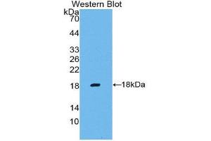 Western Blotting (WB) image for anti-Matrix Metallopeptidase 3 (Stromelysin 1, Progelatinase) (MMP3) (AA 247-370) antibody (ABIN1859855) (MMP3 Antikörper  (AA 247-370))