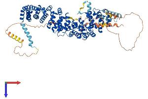 JUP Protein (AA 1-745) (His tag)