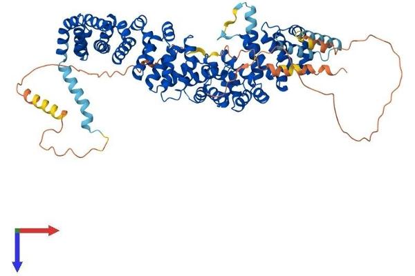 JUP Protein (AA 1-745) (His tag)