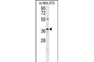 Western Blotting (WB) image for anti-Exonuclease 5 (EXO5) (AA 166-193) antibody (ABIN654435)