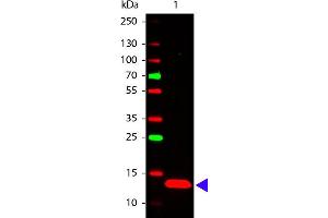 Western Blot of Rabbit anti-TSLP antibody. (Thymic Stromal Lymphopoietin Antikörper)