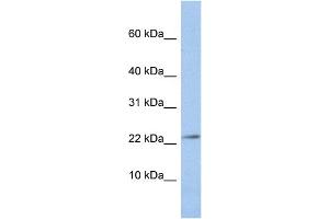 WB Suggested Anti-JAM3 Antibody Titration:  0. (JAM3 Antikörper  (N-Term))
