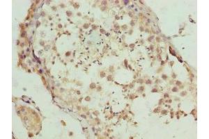 Immunohistochemistry of paraffin-embedded human testis tissue using ABIN7145484 at dilution of 1:100 (DEFB129 Antikörper  (AA 20-183))