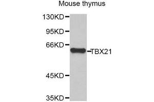 Western Blotting (WB) image for anti-T-Bet antibody (ABIN1875032) (T-Bet Antikörper)