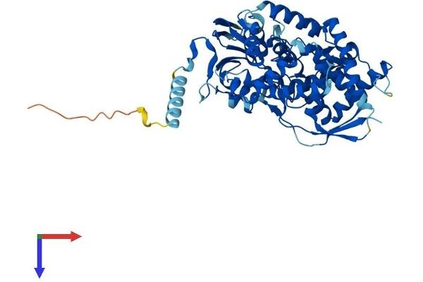 CYP7B1 Protein (AA 1-506) (His tag)