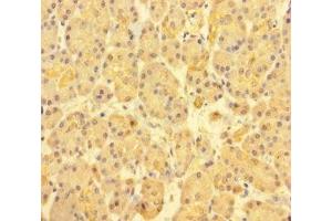 Immunohistochemistry of paraffin-embedded human pancreatic tissue using ABIN7171517 at dilution of 1:100 (ABI3BP Antikörper  (AA 601-900))