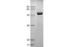 Validation with Western Blot (YWHAE Protein (Transcript Variant 1) (His tag))