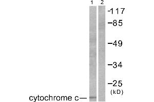 Western blot analysis of extracts from COS7 cells, using Cytochrome c antibody (#C0170). (Cytochrome C Antikörper)