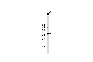 Anti-PKA-C-alpha/beta Antibody at 1:1000 dilution + Hela whole cell lysate Lysates/proteins at 20 μg per lane. (PKA C-Alpha,PKA C-beta (AA 9-40), (N-Term) Antikörper)