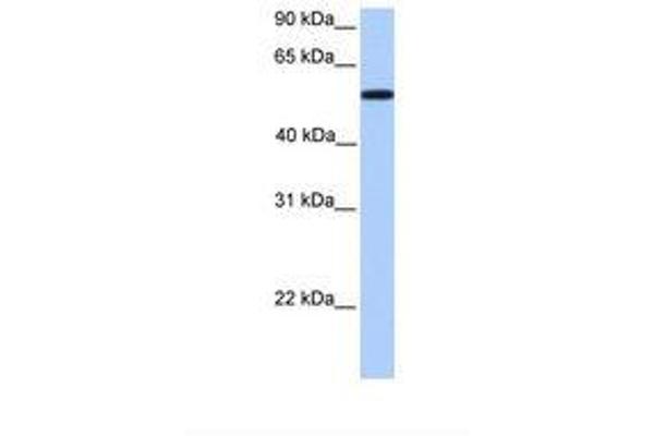 UGT2A3 抗体  (AA 301-350)