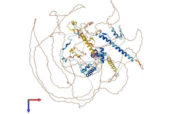 TRERF1 Protein (AA 1-1200) (His tag)