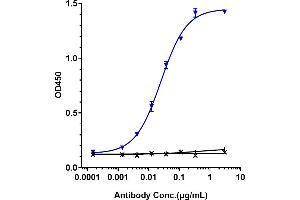 Immobilized human HGF His at 2 μg/mL can bind Anti-HGF / SF Reference Antibody (rilotumumab), EC50=0.