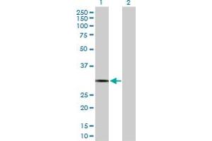 Western Blot analysis of PDYN expression in transfected 293T cell line by PDYN MaxPab polyclonal antibody. (PDYN Antikörper  (AA 1-254))