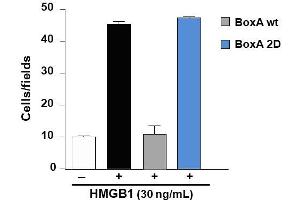 Migration assay with 3T3 mouse cells cells. (HMGB1 Protein (BoxA 2D))
