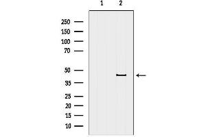 anti-HLA Class I Histocompatibility Antigen, alpha Chain E (HLA-E) (Internal Region) antibody