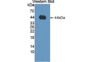 Western Blotting (WB) image for anti-ADAM Metallopeptidase with Thrombospondin Type 1 Motif, 19 (ADAMTS19) (AA 325-686) antibody (ABIN7443584)