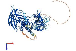 SHP1 Protein (AA 1-595) (His tag)