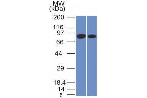 Western Blot of Analysis of PANC1 and MCF-7 cell lysate using Calnexin Mouse Monoclonal Antibody (CANX/1543).