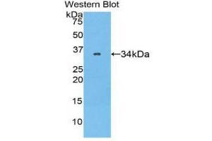 Western Blotting (WB) image for anti-Serpin Family A Member 7 (SERPINA7) (AA 128-415) antibody (ABIN1078579)