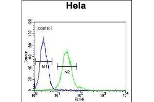 TRMT11 Antibody (C-term) (ABIN651583 and ABIN2840311) flow cytometric analysis of Hela cells (right histogram) compared to a negative control cell (left histogram). (Trmt11 Antikörper  (C-Term))