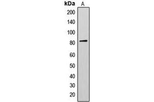 Western blot analysis of AKAP17A expression in Jurkat (A) whole cell lysates. (SFRS17A Antikörper  (C-Term))
