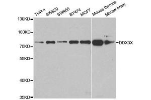 Western Blotting (WB) image for anti-DEAD (Asp-Glu-Ala-Asp) Box Polypeptide 3, X-Linked (DDX3X) antibody (ABIN1876838) (DDX3X Antikörper)
