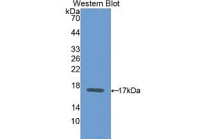 Western Blotting (WB) image for anti-Carcinoembryonic Antigen Gene Family (CEA) (AA 85-222) antibody (ABIN1077899) (CEA Antikörper  (AA 85-222))